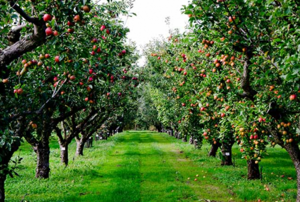 Pohon buah-buahan berjejer